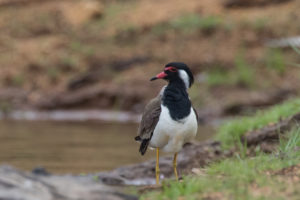 Red-wattled Lapwing (Vanellus indicus)