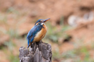 Common Kingfisher (Alcedo atthis)