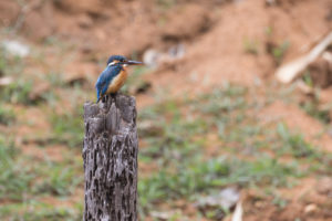 Common Kingfisher (Alcedo atthis)