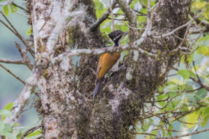 Greater Flameback (Chrysocolaptes guttacristatus)