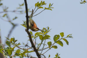 Chestnut-headed Bee-eater (Merops leschenaulti)