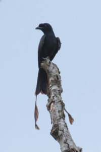 Greater Racket-tailed Drongo (Dicrurus paradiseus)