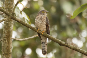 Common Hawk-Cuckoo (Hierococcyx varius)