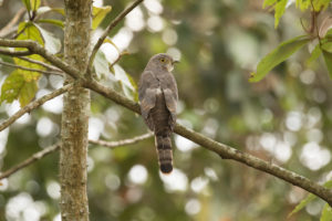 Common Hawk-Cuckoo (Hierococcyx varius)