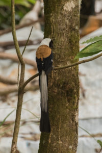 White-bellied Treepie (Dendrocitta leucogastra)