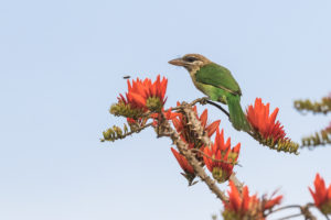 White-cheeked Barbet (Psilopogon viridis)