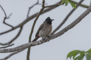 Red-vented Bulbul (Pycnonotus cafer)