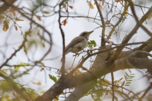 Common Woodshrike (Tephrodornis pondicerianus)