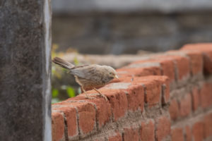 Jungle Babbler (Turdoides striata)