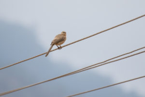 Large Grey Babbler (Turdoides malcolmi)