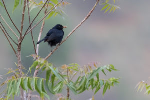 Indian Robin (Copsychus fulicatus)