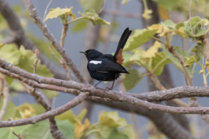 Indian Robin (Copsychus fulicatus)