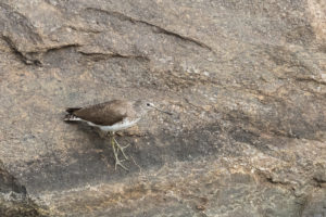 Green Sandpiper (Tringa ochropus)