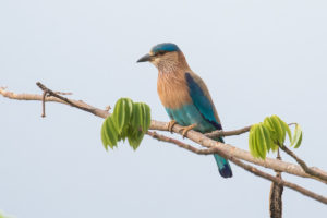 Indian Roller (Coracias benghalensis)