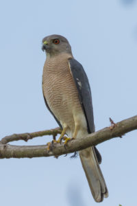 Shikra (Accipiter badius)