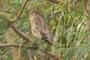 Brown Fish-Owl (Ketupa zeylonensis)