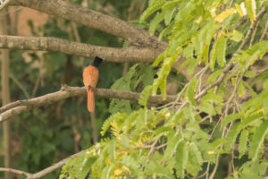 Indian Paradise-flycatcher (Terpsiphone paradisi)