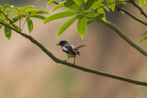 Oriental Magpie-Robin (Copsychus saularis)