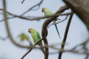 Rose-ringed Parakeet (Psittacula krameri)