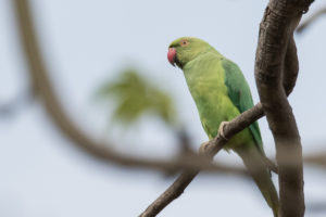 Rose-ringed Parakeet (Psittacula krameri)