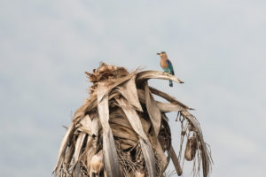 Indian Roller (Coracias benghalensis)