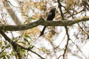 Greater Racket-tailed Drongo (Dicrurus paradiseus)