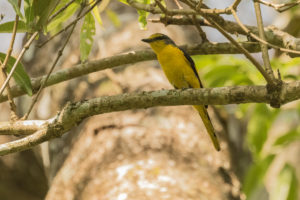 Orange Minivet (Pericrocotus flammeus)