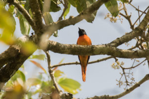 Orange Minivet (Pericrocotus flammeus)