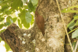 Rufous Woodpecker (Micropternus brachyurus)