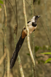 White-bellied Treepie (Dendrocitta leucogastra)