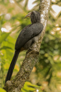 Malabar Grey Hornbill (Ocyceros griseus)