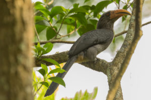 Malabar Grey Hornbill (Ocyceros griseus)