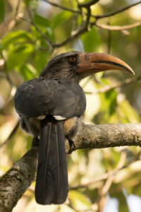 Malabar Grey Hornbill (Ocyceros griseus)