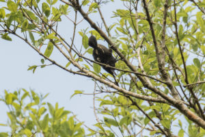 Heart-spotted Woodpecker (Hemicircus canente)