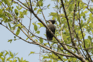 Heart-spotted Woodpecker (Hemicircus canente)