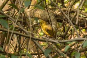 Yellow-browed Bulbul (Iole indica)