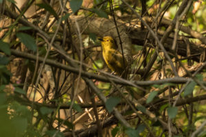 Yellow-browed Bulbul (Iole indica)