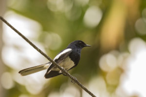 Oriental Magpie-Robin (Copsychus saularis)