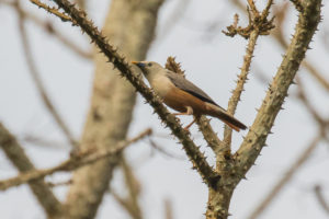 Blyth’s Starling (Sturnia blythii)