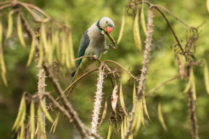 Malabar Parakeet (Psittacula columboides)
