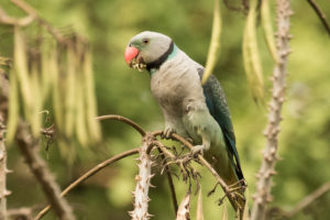 Malabar Parakeet (Psittacula columboides)