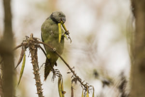 Malabar Parakeet (Psittacula columboides)