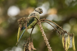 Malabar Parakeet (Psittacula columboides)