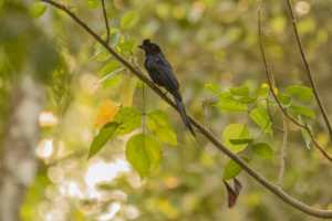 Greater Racket-tailed Drongo (Dicrurus paradiseus)