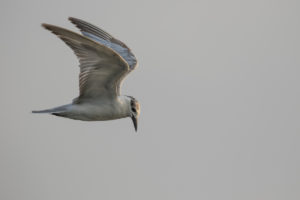 Whiskered Tern (Chlidonias hybrida)