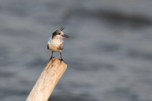 Whiskered Tern (Chlidonias hybrida)