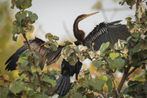 Oriental Darter (Anhinga melanogaster)