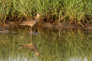 Pacific Golden-Plover (Pluvialis fulva)