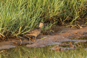 Pacific Golden-Plover (Pluvialis fulva)