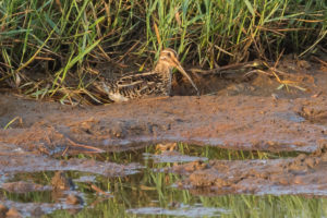 Common Snipe (Gallinago gallinago)